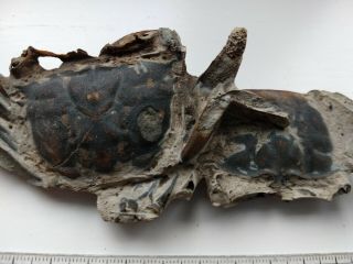 Rare Fossil Crab Crabs Macropthalmus Cf Latreillei Pleistocene Nz