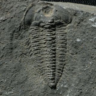Rare Early Cambrian Trilobite From Northwest China Kepingaspis Kepingensis