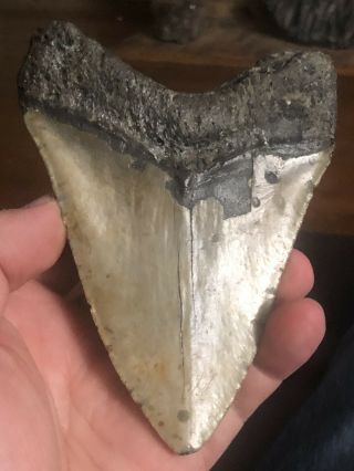 26 Huge 5 " Megalodon Giant Shark Tooth Teeth Extinct Fossil Megladon