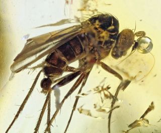 Burmese Amber,  Fossil Inclusion,  Rare Dolichopodidae Fly With Phoretic Mite