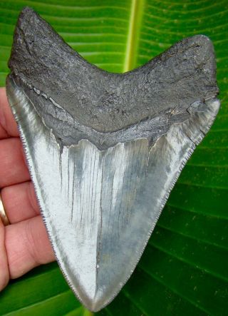 Megalodon Shark Tooth 4 & 7/16 In.  Real Fossil - Serrated - No Restorations