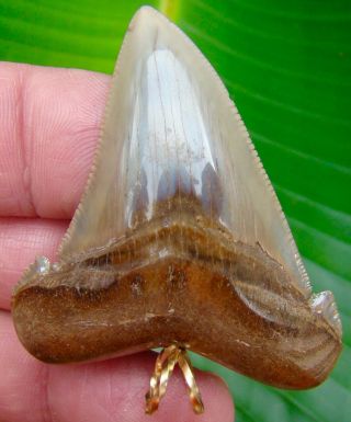 Angustidens Shark Tooth Necklace Pendant - 2 & 1/4 In.  - Real Fossil Shark Teeth