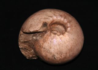 Ammonite Cadoceras stupachenkoi wit bivalve Jurassic Callovian Russia Fossil 2
