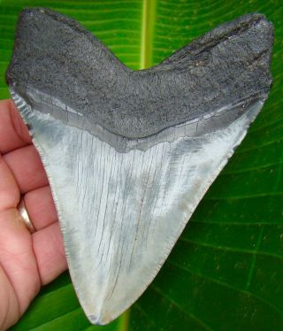 Megalodon Shark Tooth - Over 5 & 1/16 - Real Fossil - Jaw - No Restorations