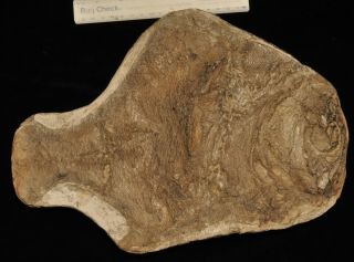 Fossil Fish - Araripichthys Castilhoi From Brazil