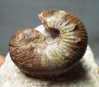 Rare Odd Heteromorph Ammonite Fossil - Plovtiv,  Hungaria - Cretaceous