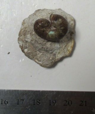 Rare odd Heteromorph ammonite fossil - Plovtiv,  Hungaria - Cretaceous 2