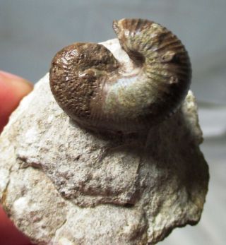 Rare odd Heteromorph ammonite fossil - Plovtiv,  Hungaria - Cretaceous 3