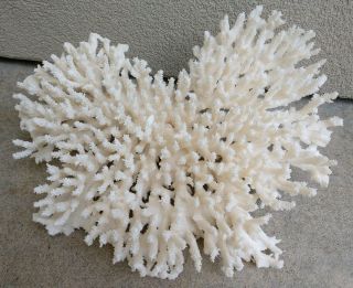 Large Natural Finger Coral Beach Decor Reef Aquarium 13 Inches Wide Delicate