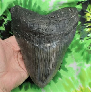 Megalodon Sharks Tooth 6 11/16  Inch Huge Fossil Sharks Teeth Tooth