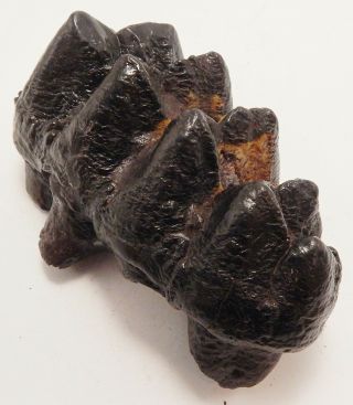 6 1/2 " X 3 1/4 " 5 - Hump Mastodon Tooth W/ Small Roots - Alachua County,  Fl (1597)