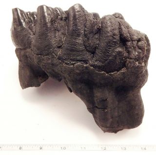 Gomphotherium 5 - Hump Mastodon Tooth W/ Some Roots,  Collectors Quality (1023)