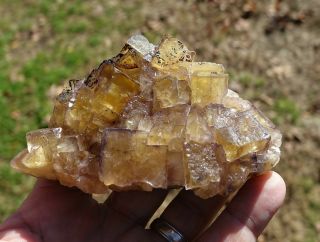 Rare,  Glassy Yellow Fluorite Crystals,  Lt Purple - Blue Zoning,  Minerva Mine,  Illinois