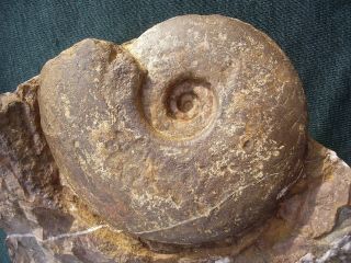 Etremely Rare Huge Ammonite Paradasyceras Uermoense Hettangian Jurassic