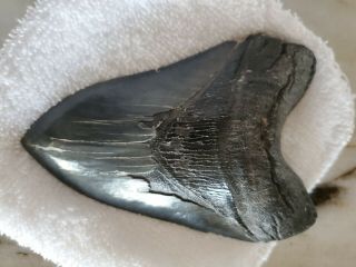 Megalodon Tooth Huge 5 Inch X 3 1/2 " Meg Fossil