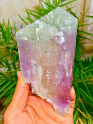 582 Gram Top Quality Terminated Bi Color Kunzite Crystal @afghanistan