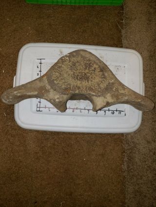 Large Whale Vertebrae Fossil Bone Solid 5.  5lbs