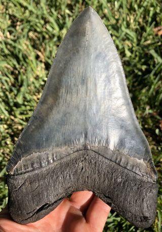 Huge Serrated 6.  177 " Megalodon Tooth