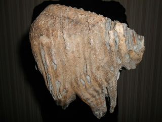 Fossil Tooth Of A Woolly Mammoth！！museum Quality Pleistocene Fossil