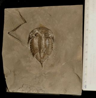Fossil Trilobite - Dalmanites Limulurus From York
