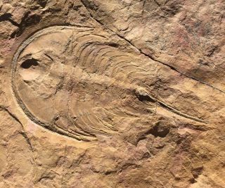 Rare Fantastic 4 " Trilobite Elliptocephala Sp.  Cambrian Bug Nevada Fossil Aeons