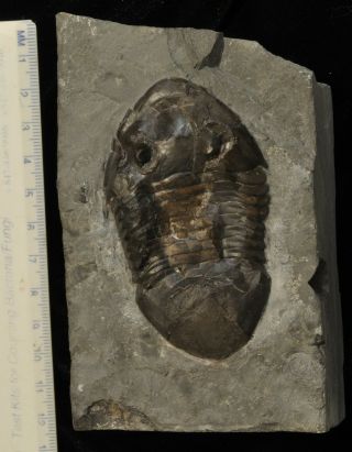 Fossil Trilobite - Isotelus " Mafritzae " From Ontario