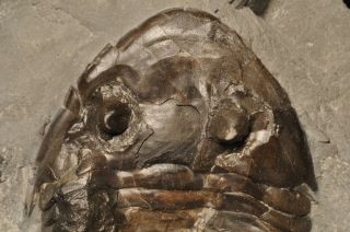 Fossil trilobite - Isotelus 