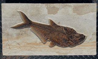 A Large Natural Fossil Fish Diplomystus Dentatus From The Eocene Of Wyoming