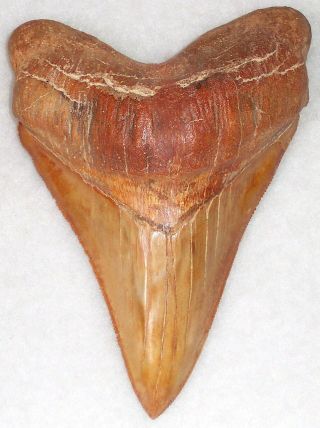 Rare Orange 5 9/16 " Fossil Megalodon Shark Tooth - Peru