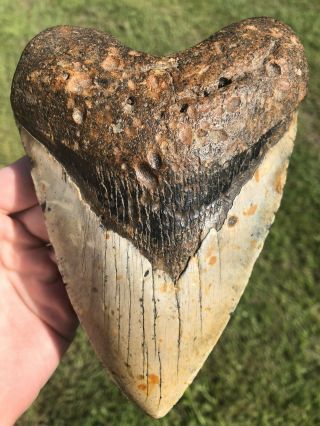 Massive 6.  24” Megalodon Tooth Fossil Shark Teeth 100 Natural