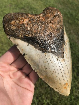 Massive 6.  24” Megalodon Tooth Fossil Shark Teeth 100 Natural 2