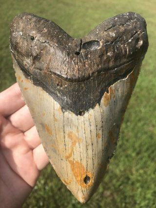 Massive 6.  05” Megalodon Tooth Fossil Shark Teeth 100 Natural