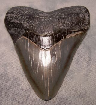 Megalodon Tooth 4 15/16 " Shark Teeth Fossil Megladon Scuba Dive Meg Xl Awesome