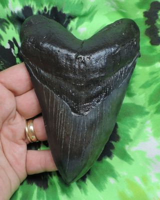 Megalodon Sharks Tooth 5 1/8  Inch Fossil Sharks Teeth Tooth