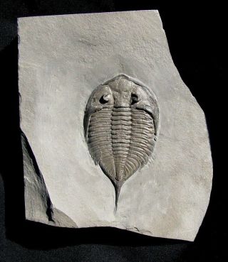 Extinctions - Extremely Displayable Dalmanites Trilobite Fossil,  Ny - Top Quality