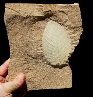 Extinctions -,  Large Eucommia Leaf Fossil From Montana - Striking Color