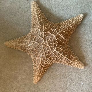 Large (14 ") Perfect Dried Starfish.  About 40 Years Old