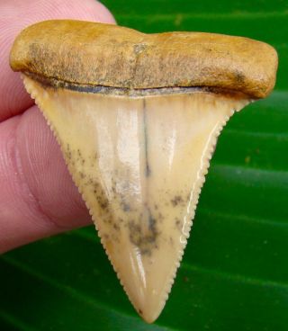Great White Shark Tooth - 1 & 3/4 In.  Chile - Museum Grade Flawless - Chilean