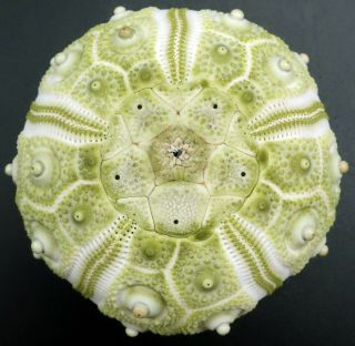 Extremely Rare Hesperocidaris Perplexa 50.  4 Mm Mexico Sea Urchin