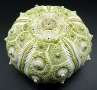 Extremely rare Hesperocidaris perplexa 50.  4 mm Mexico sea urchin 2