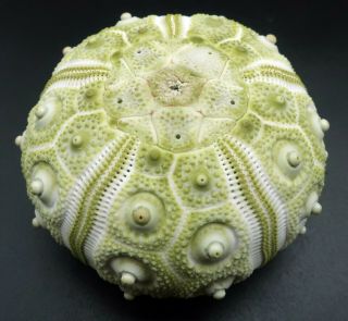Extremely rare Hesperocidaris perplexa 50.  4 mm Mexico sea urchin 3