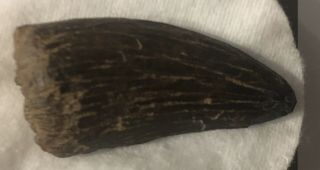 Digested T Rex Tooth T.  Rex T - Rex 1 3/4 Inches Hell Creek Formation Cretaceous