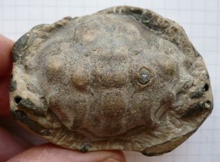 Fossil Crab,  Zanthopsis Bispinosa,  Eocene London Clay,  Sheppey,  Uk