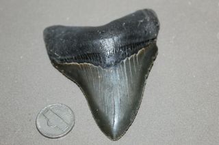 Megalodon Fossil Giant Shark Teeth Natural Large 3.  68 " Huge Museum Quality