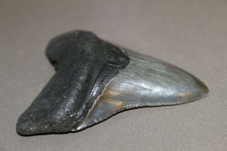 MEGALODON Fossil Giant Shark Teeth Natural Large 3.  68 