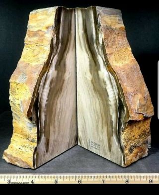 Washington Redwood Petrified Wood Bookends Polished 7.  5 " Tall Felted Handmade