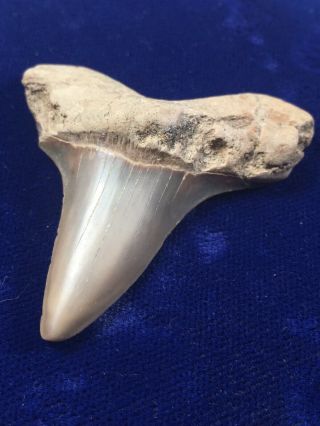 Rare Cretoxyrhina Mantelli Fossil Ginsu Shark Tooth Cretaceous Alabama