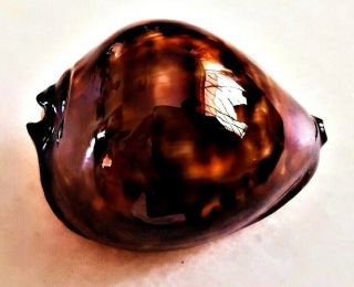 Seashell Cypraea Friendii Vercoi Classic Shell