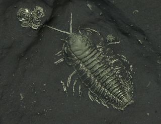 Rare Dorsal Triarthrus Trilobite With Legs,  Antennae With Ostracod
