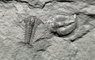 Species Aciculolenus Trilobite With Olenaspella Chrisnewi,  Late Cambrian Age